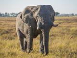 Africa 037 : Africa, Animal, Botswana, Chitabe, Elephant, Mammal, Okavango